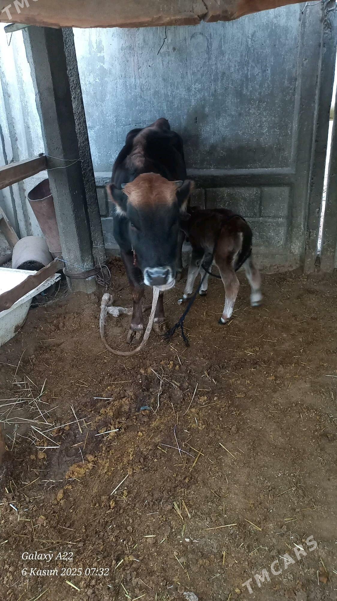 Goleli sygyr - Бузмеин - img 2