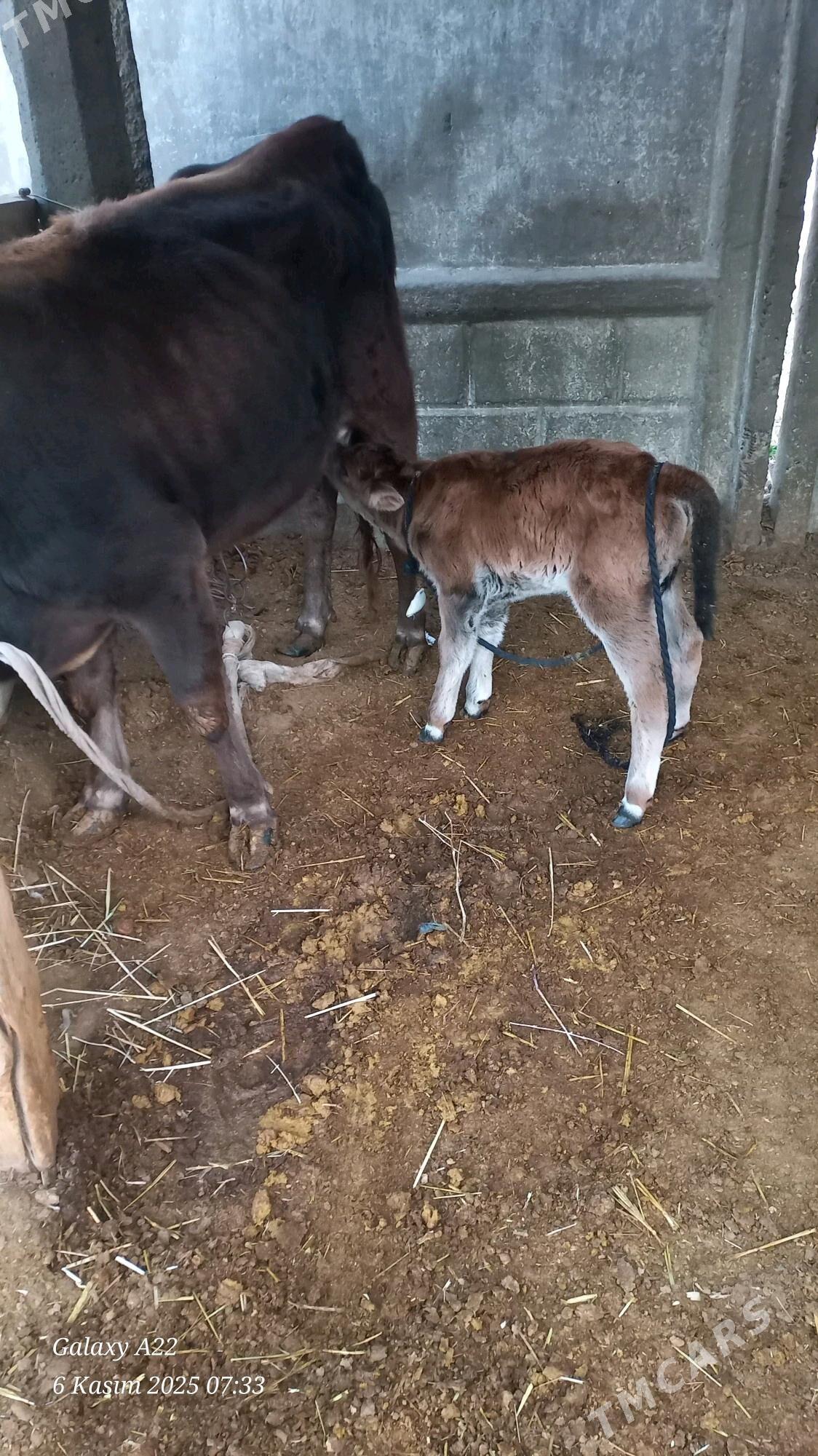 Goleli sygyr - Бузмеин - img 3