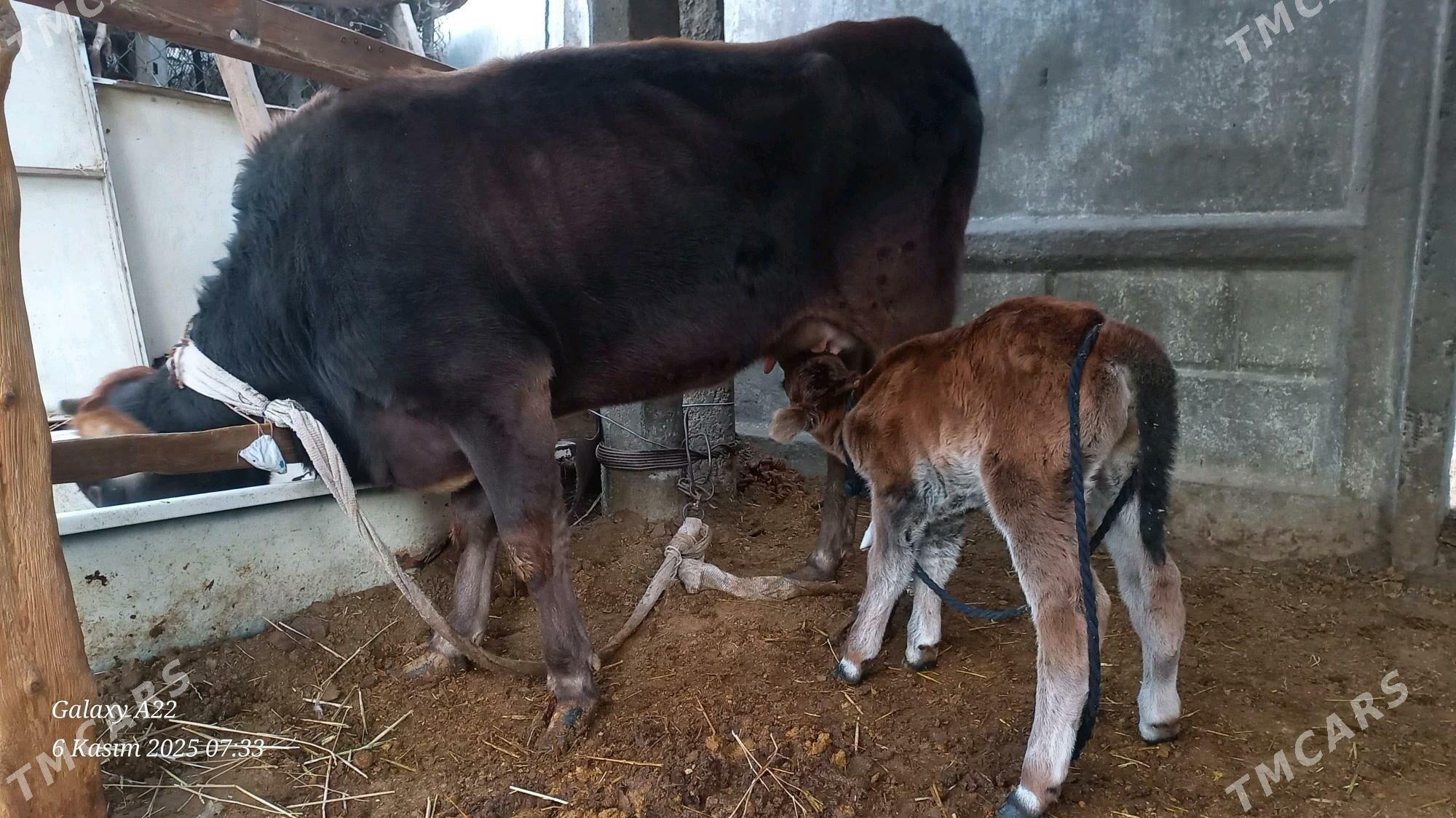 Goleli sygyr - Бузмеин - img 4