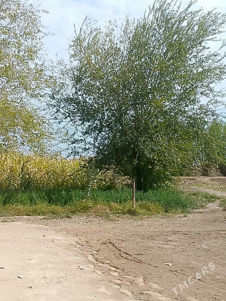 satlyk jay - Gubadag - img 6