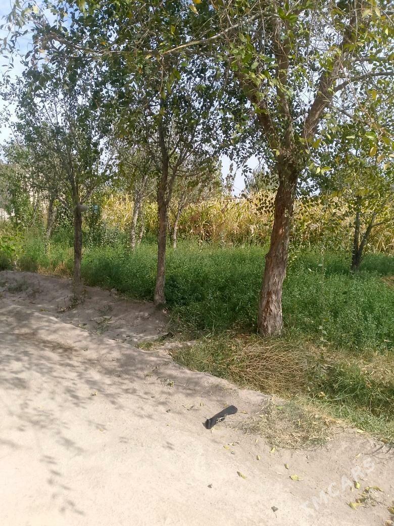 satlyk jay - Gubadag - img 4