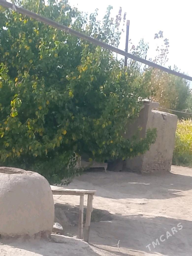 satlyk jay - Gubadag - img 2