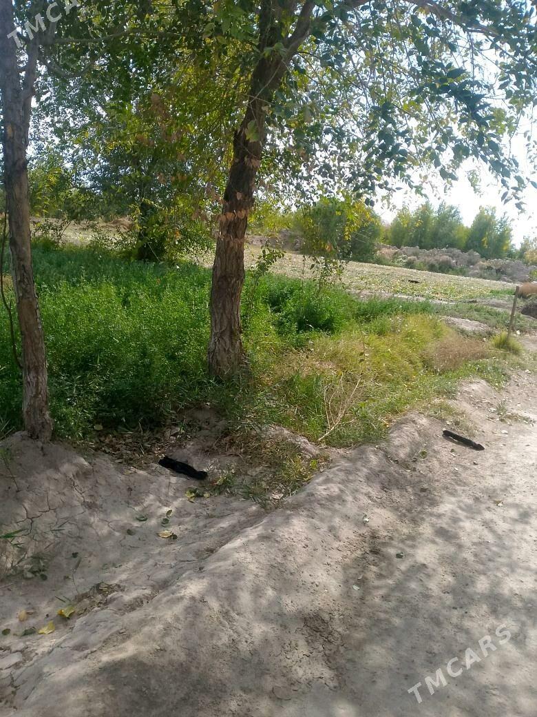 satlyk jay - Gubadag - img 8