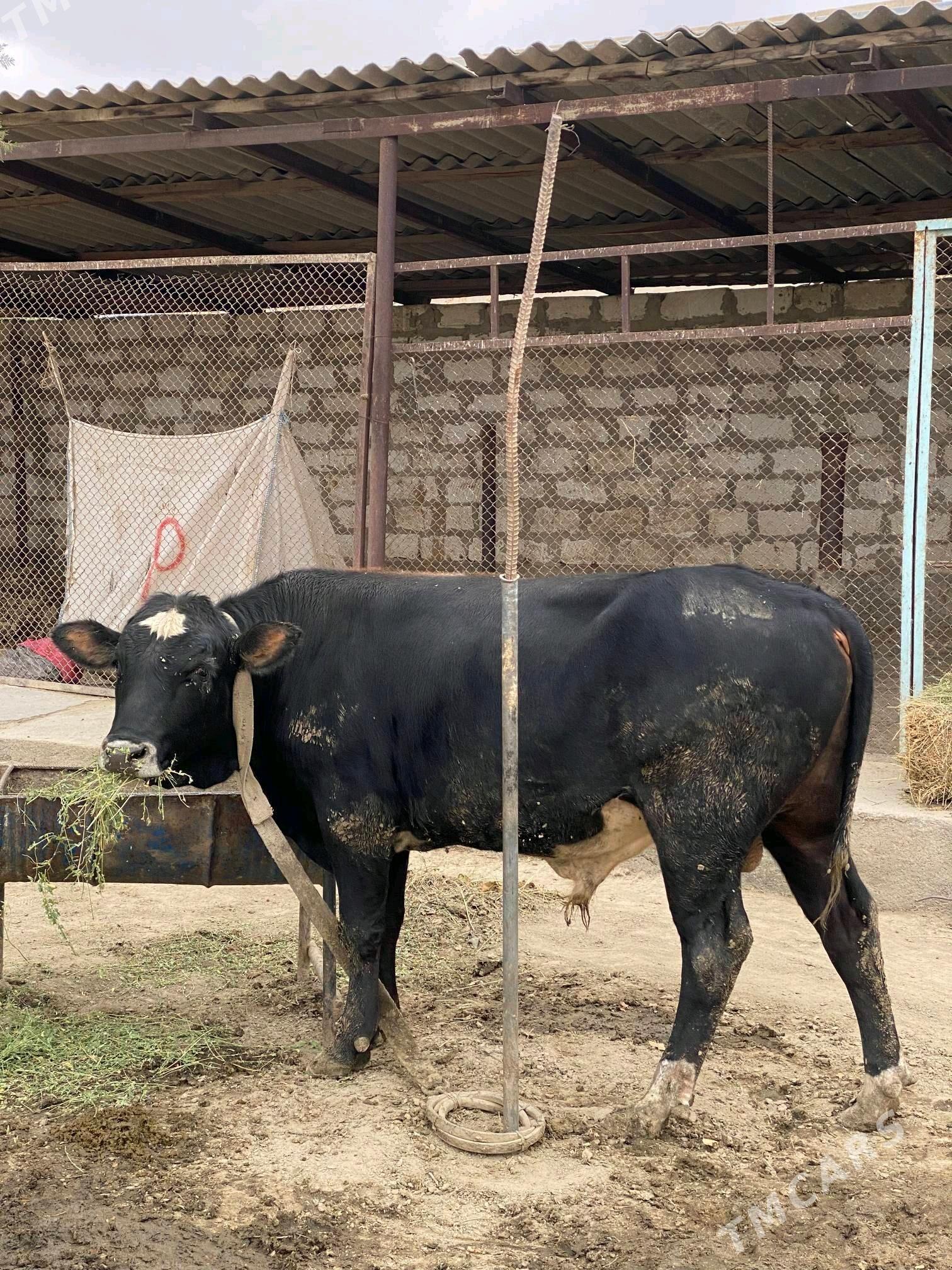 okuz - Бахарден - img 1