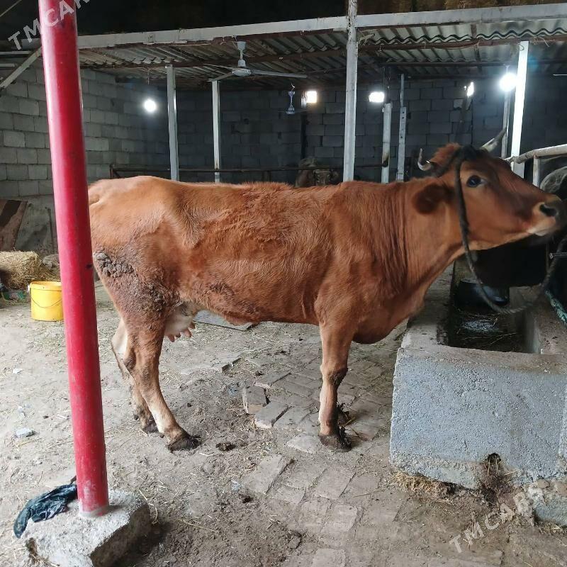 SYGYR - Büzmeýin - img 2