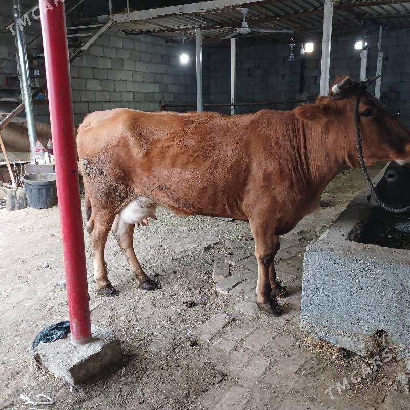 SYGYR - Büzmeýin - img 1