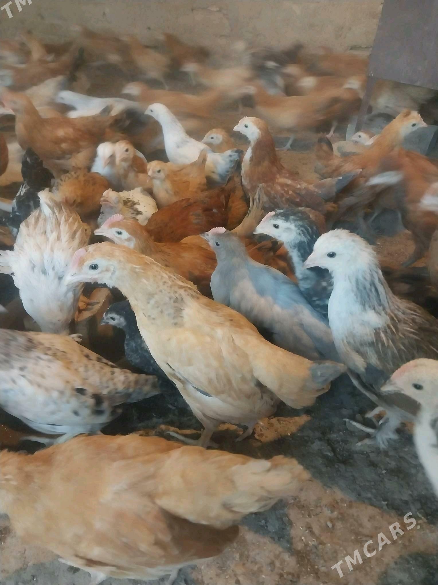 Towuk juje - Kaka - img 1