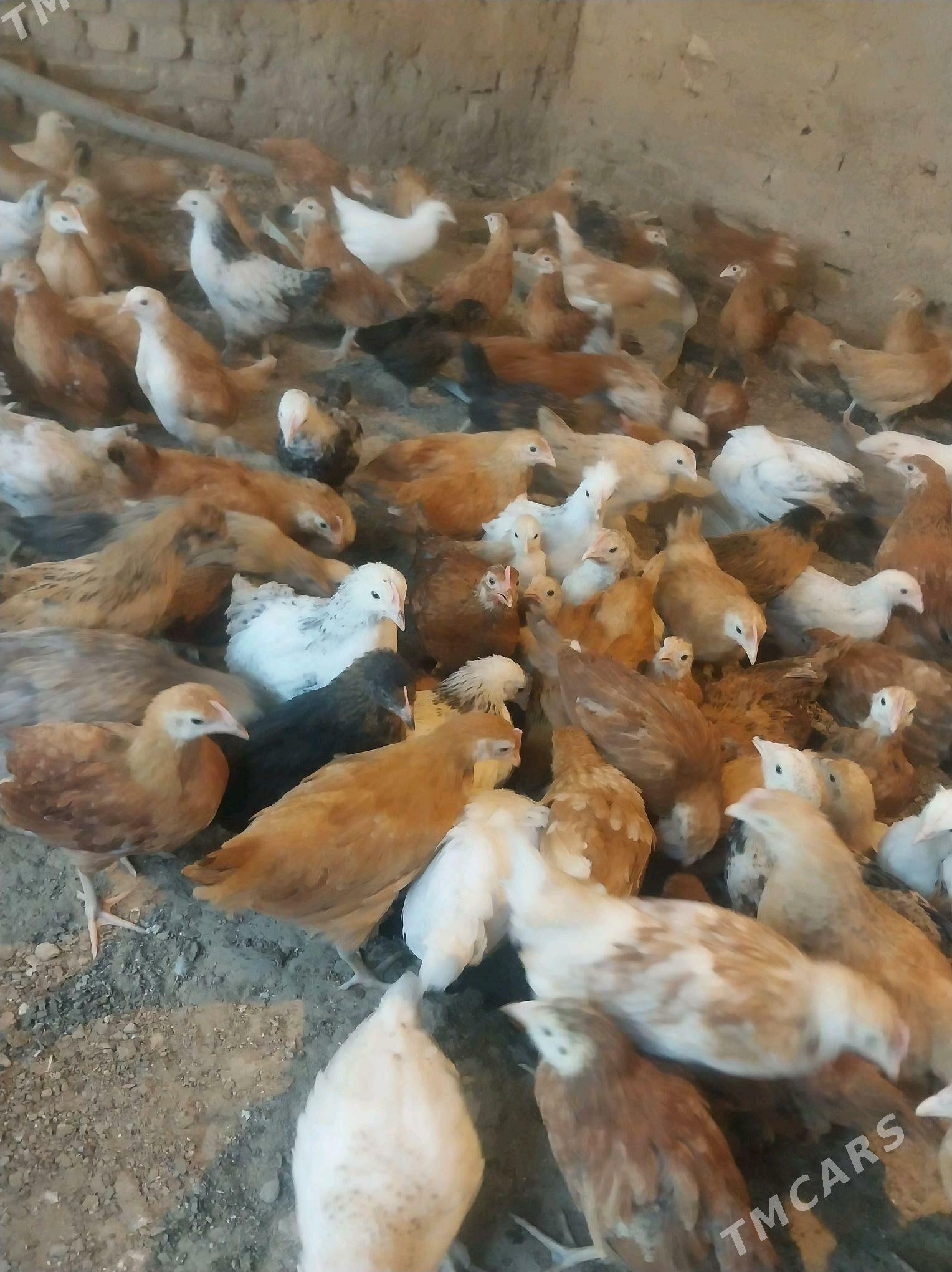 Towuk juje - Kaka - img 2