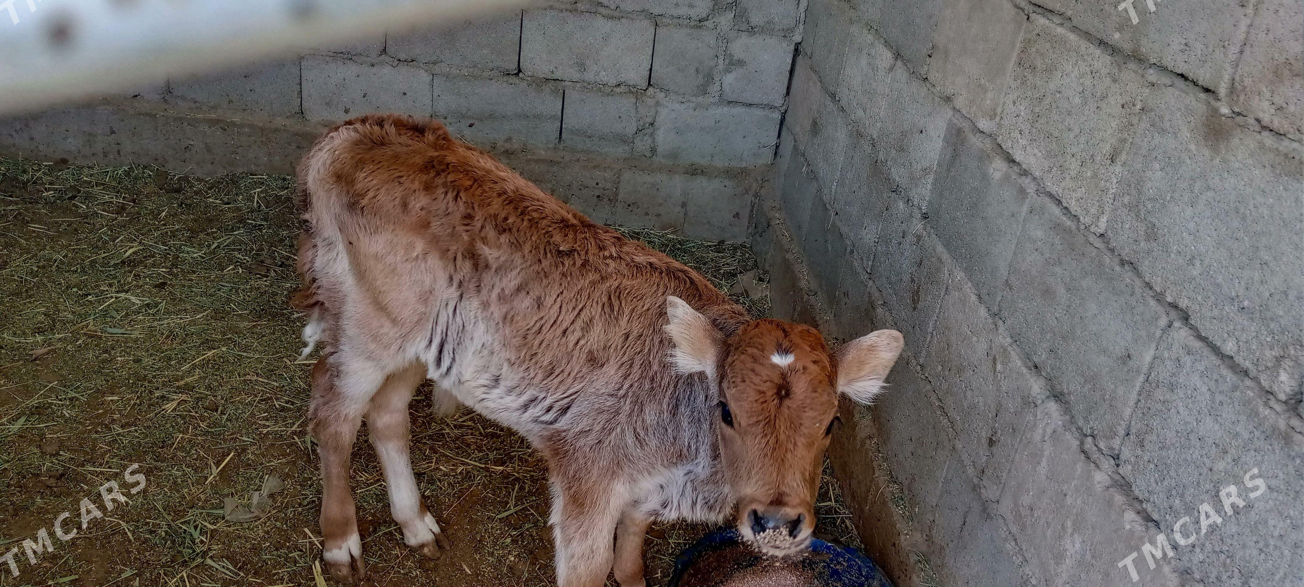 golely sygyr - Джебел - img 1