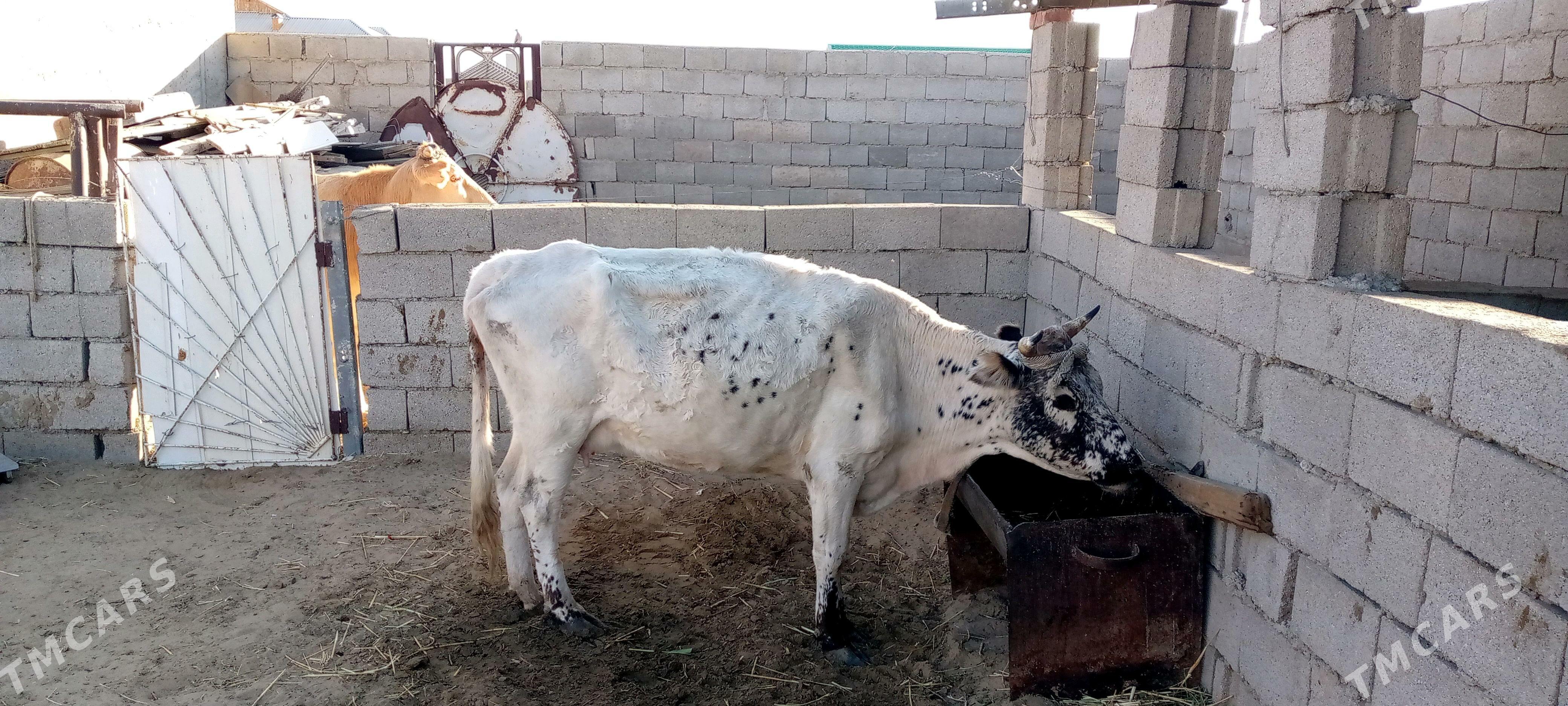 golely sygyr - Джебел - img 2