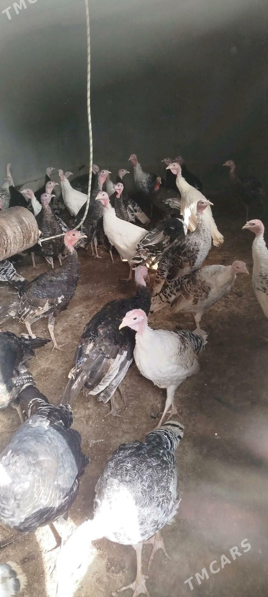 Índuk - Бабадайхан - img 3