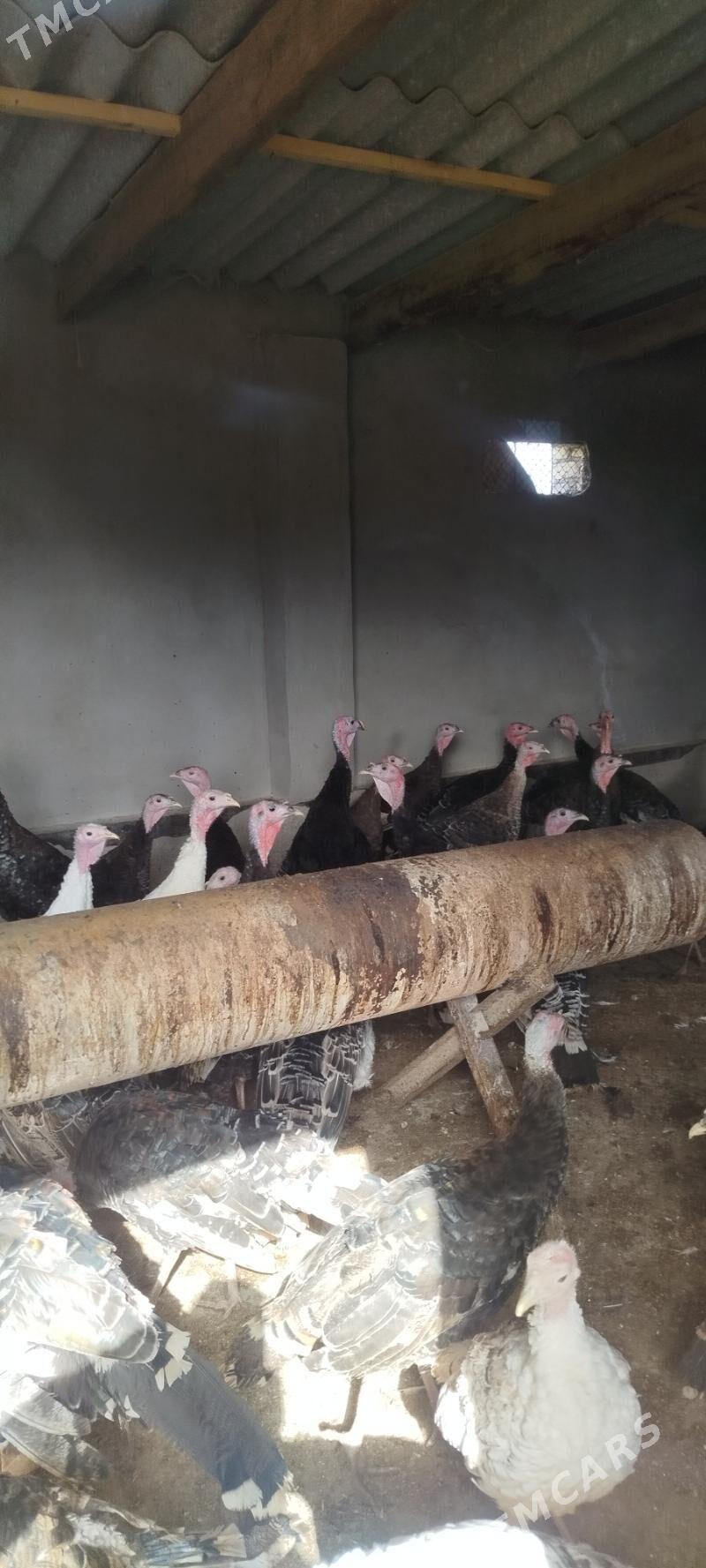 Índuk - Бабадайхан - img 2