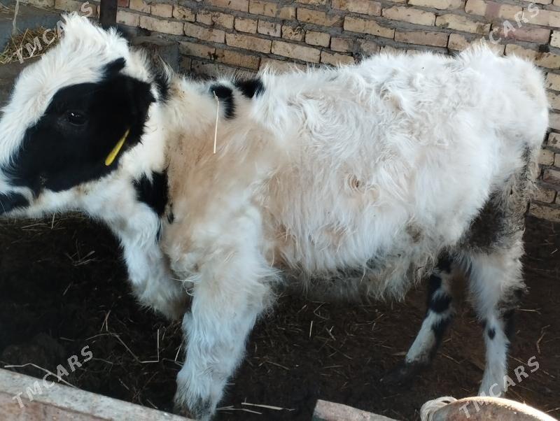 GALİŞTEN - Çärjew - img 2