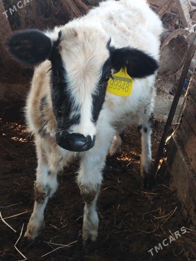 GALİŞTEN - Çärjew - img 3