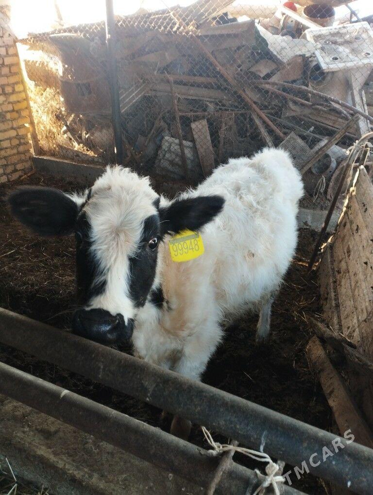 GALİŞTEN - Çärjew - img 4