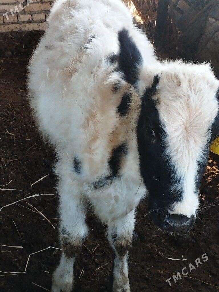 GALİŞTEN - Çärjew - img 1