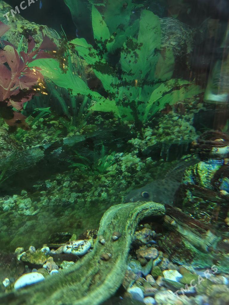 Аквариум 50 л - Aşgabat - img 1