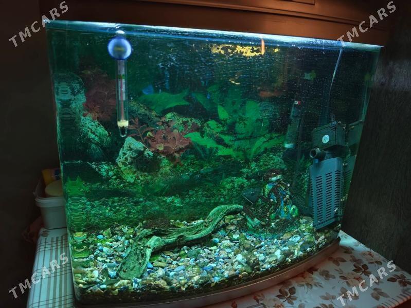 Аквариум 50 л - Aşgabat - img 2
