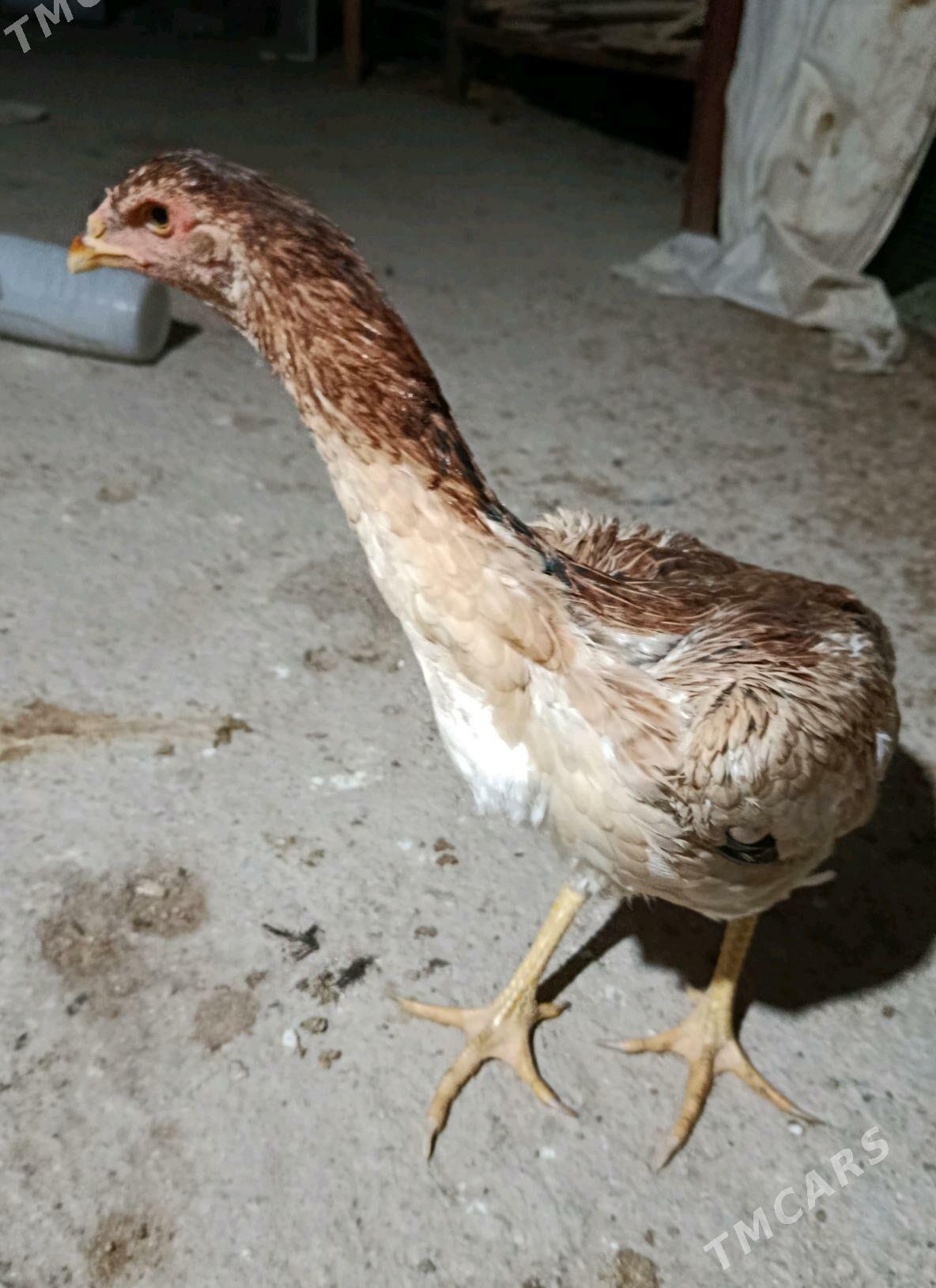 байсовый товук - Türkmenabat - img 2