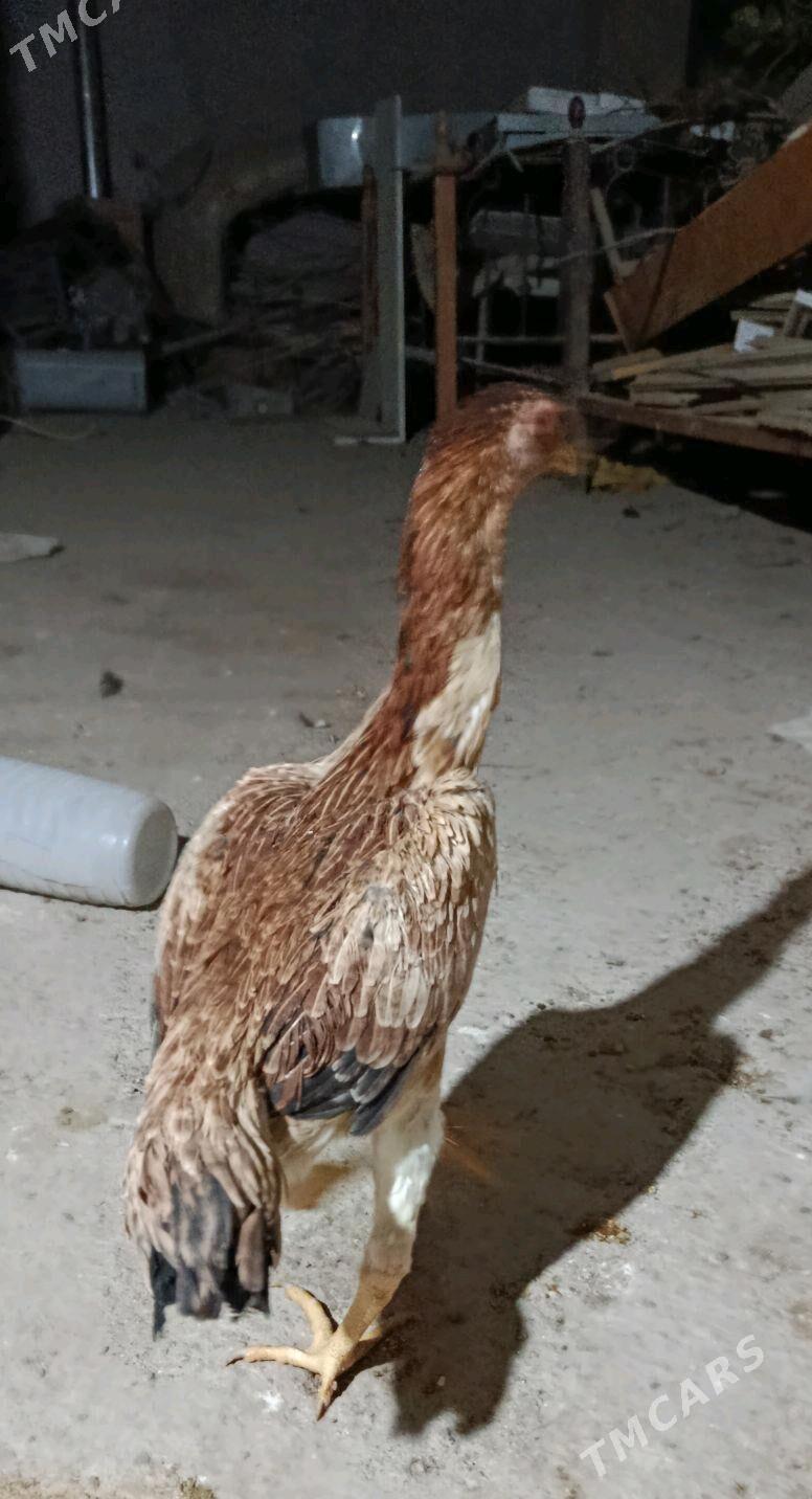 байсовый товук - Türkmenabat - img 1