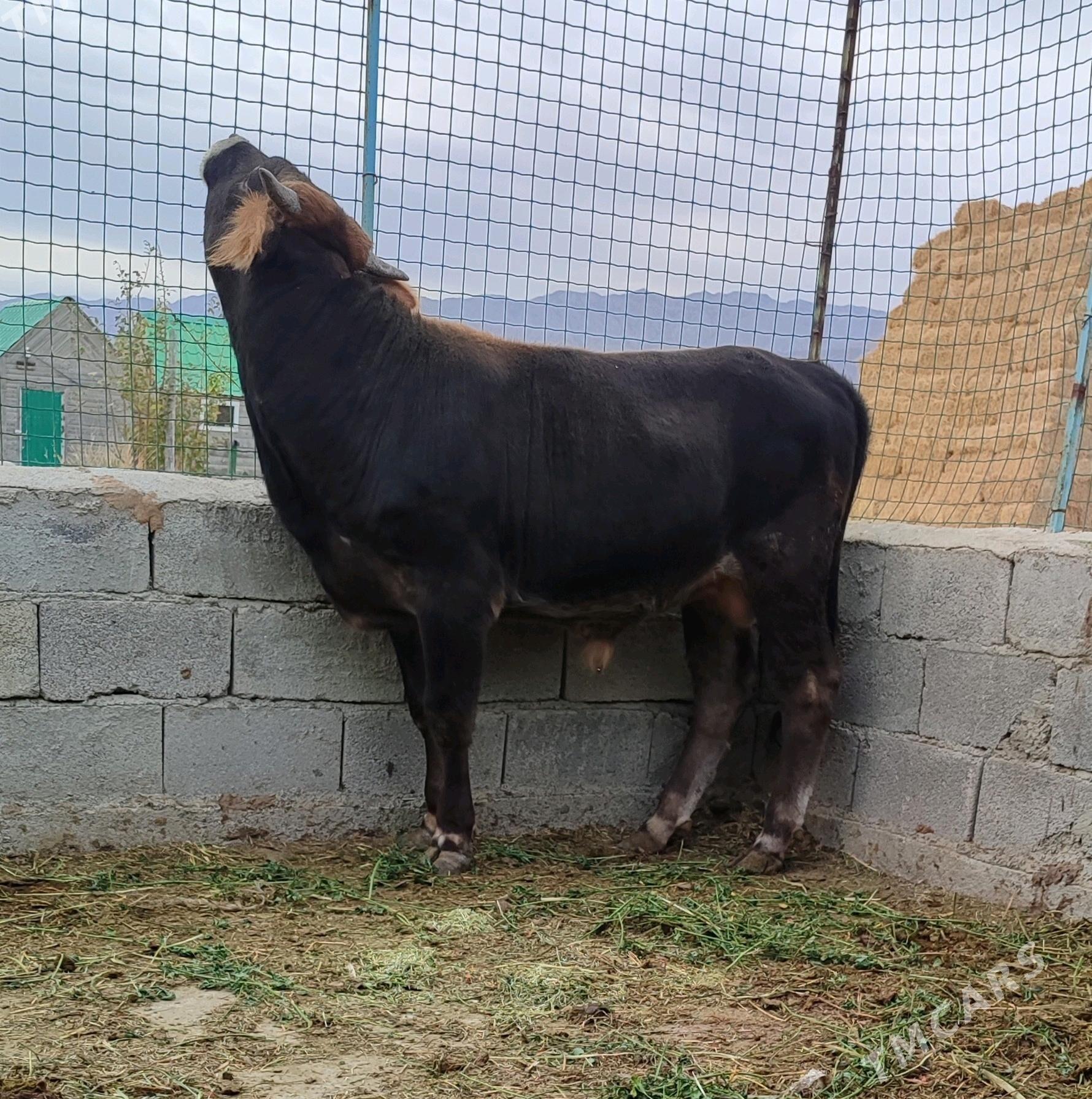 ARGINAL SIWES OKUZ - Bäherden - img 2