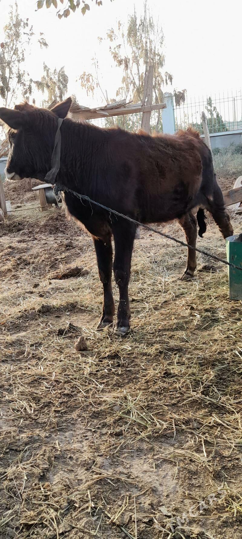 goleli sygyr - Ак-Бугдайский этрап - img 3