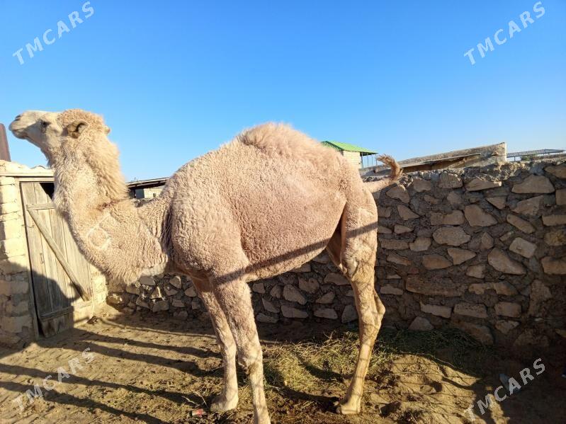 Duye - Берекет - img 2