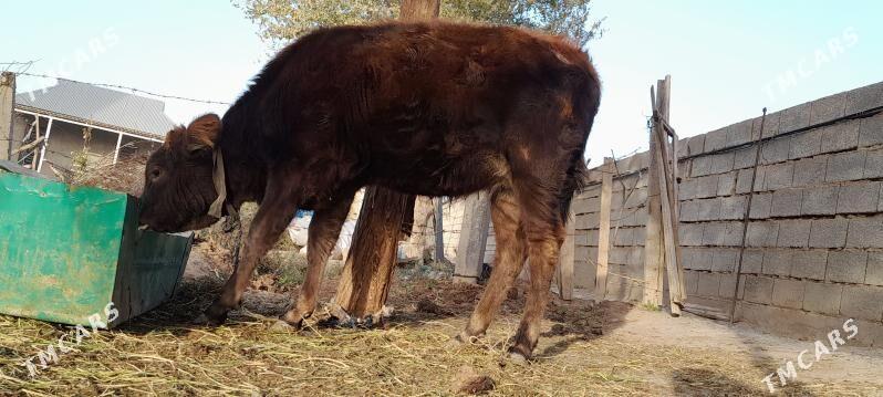 goleli sygyr - Ак-Бугдайский этрап - img 4