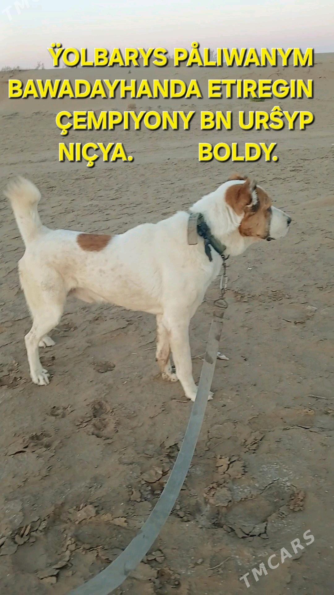 Alabay - Mary - img 2