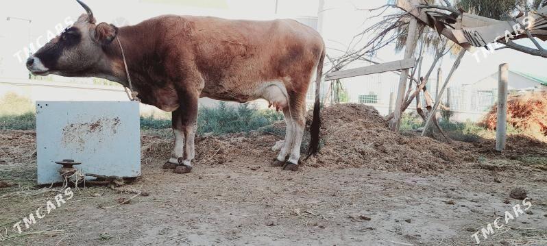 goleli sygyr - Ак-Бугдайский этрап - img 1