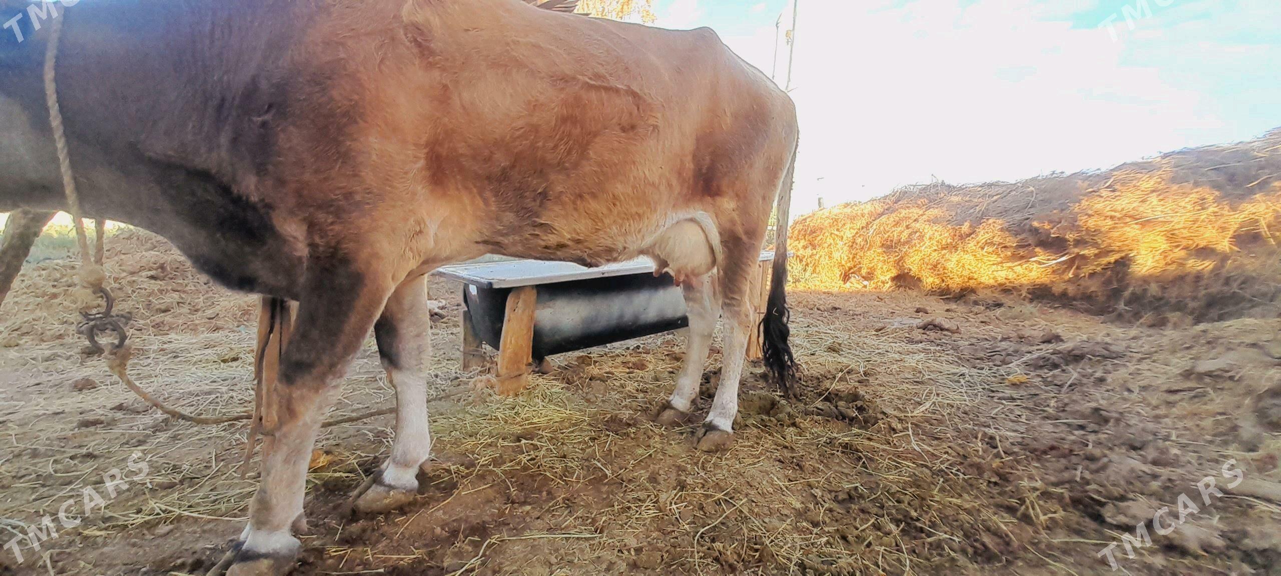 goleli sygyr - Ак-Бугдайский этрап - img 7