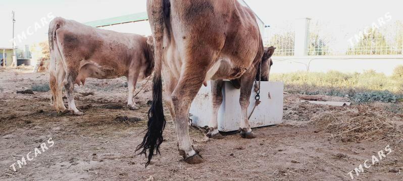 goleli sygyr - Ак-Бугдайский этрап - img 2