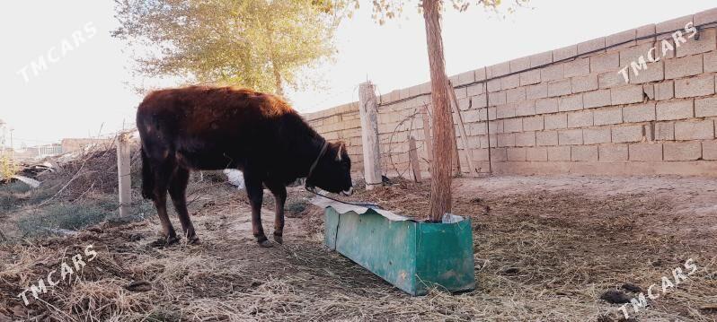 goleli sygyr - Ак-Бугдайский этрап - img 5