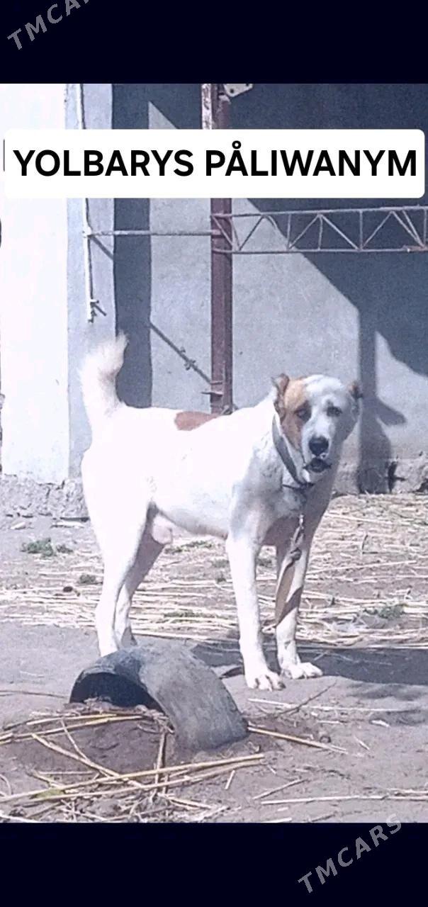 Alabay - Mary - img 1