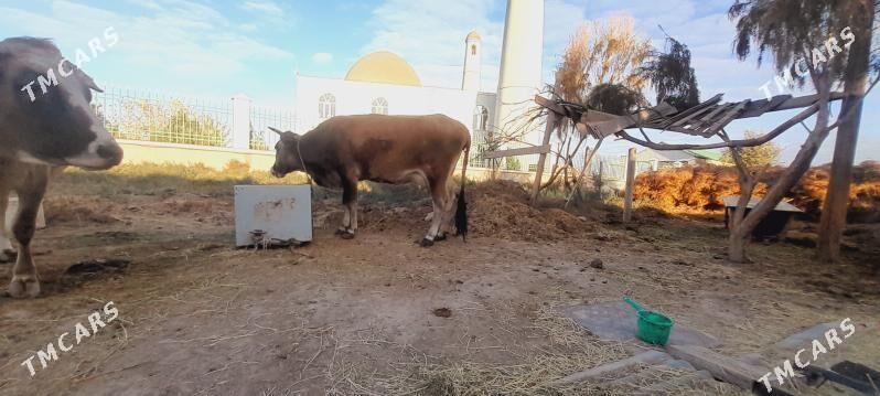 goleli sygyr - Ак-Бугдайский этрап - img 6