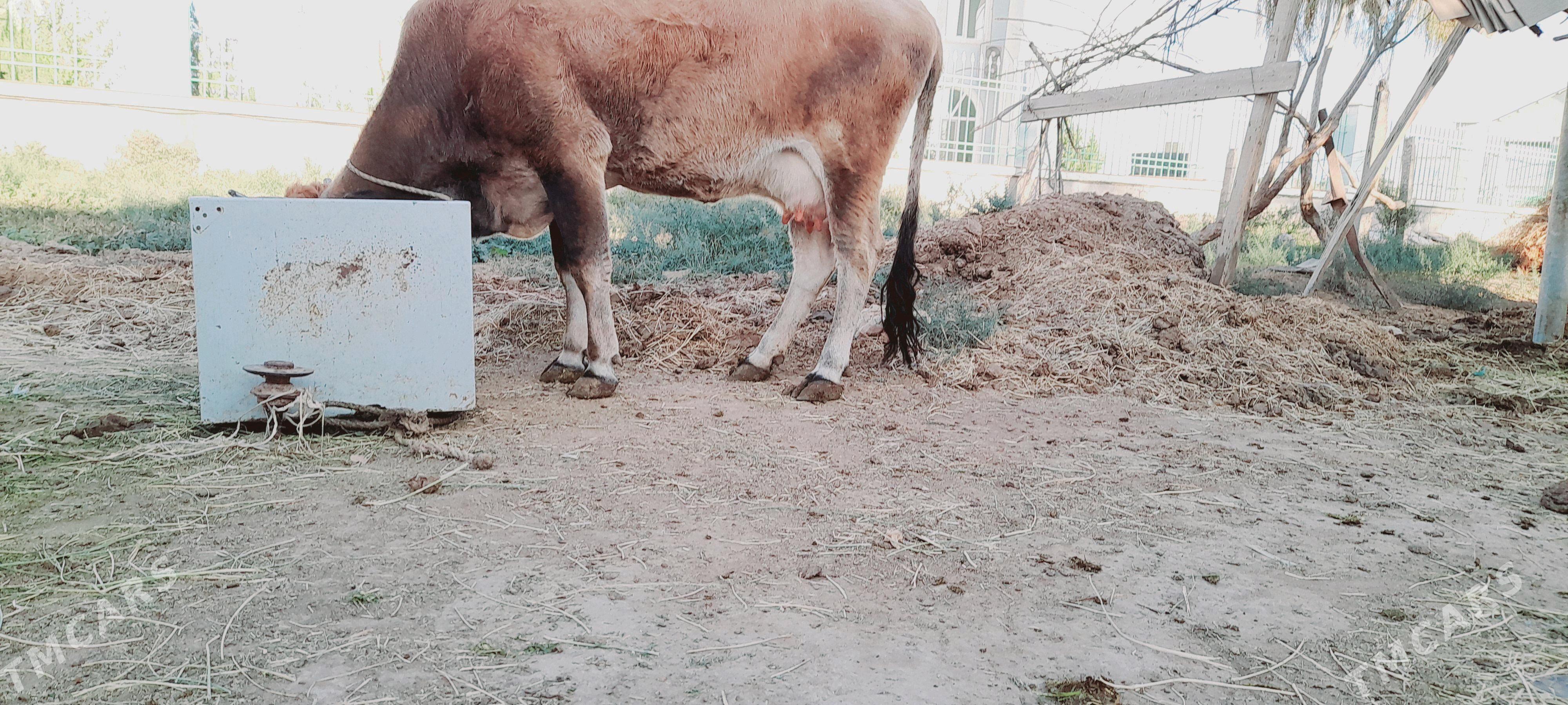 goleli sygyr - Ак-Бугдайский этрап - img 8