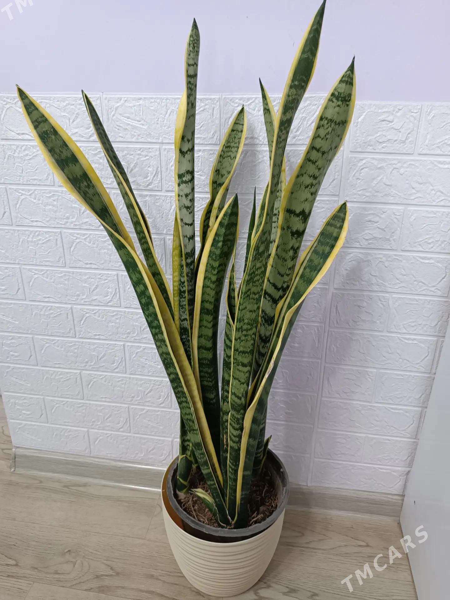 САНСИВЕРИЯ  ГОЛД - Aşgabat - img 2