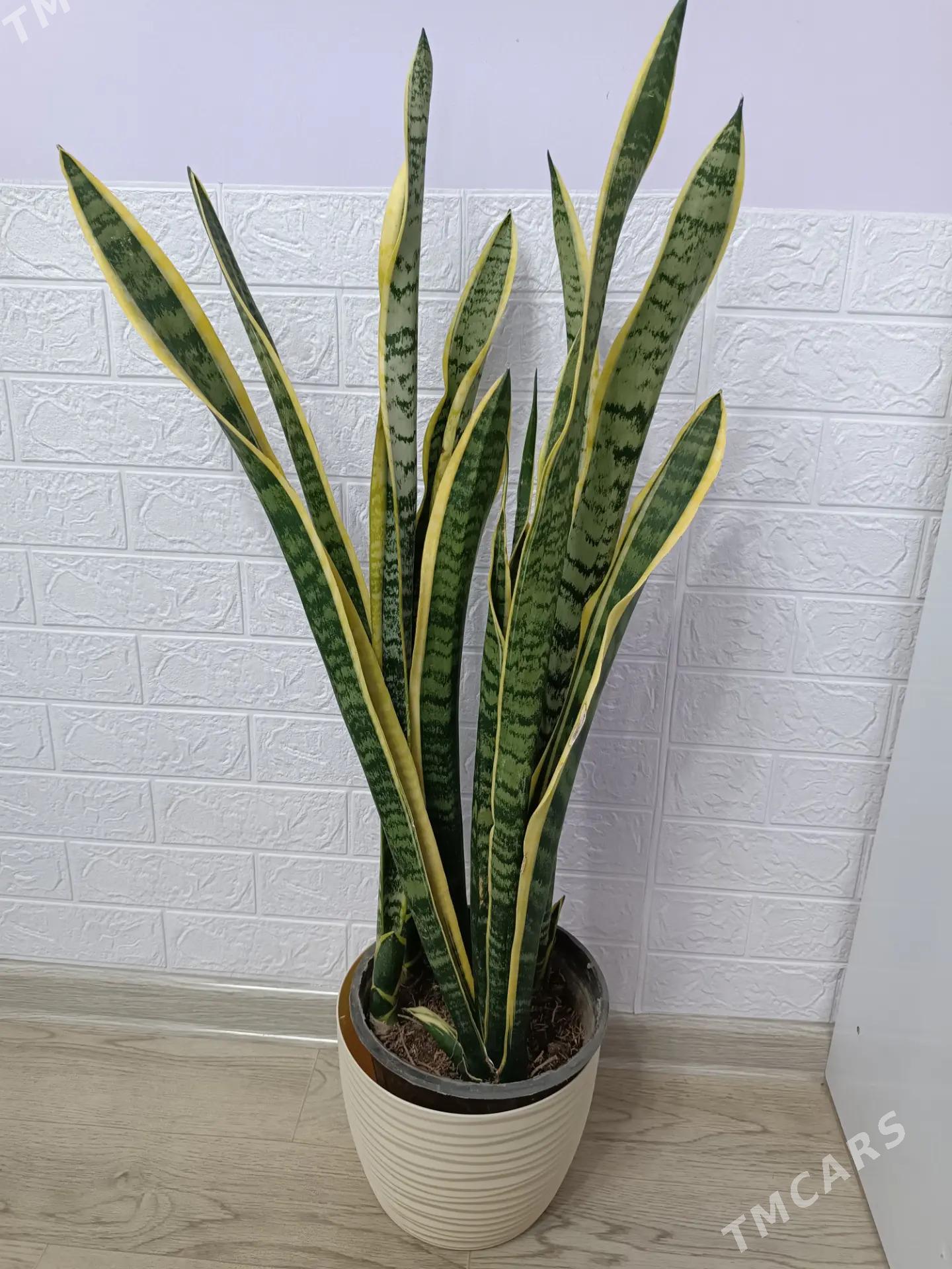 САНСИВЕРИЯ  ГОЛД - Aşgabat - img 4