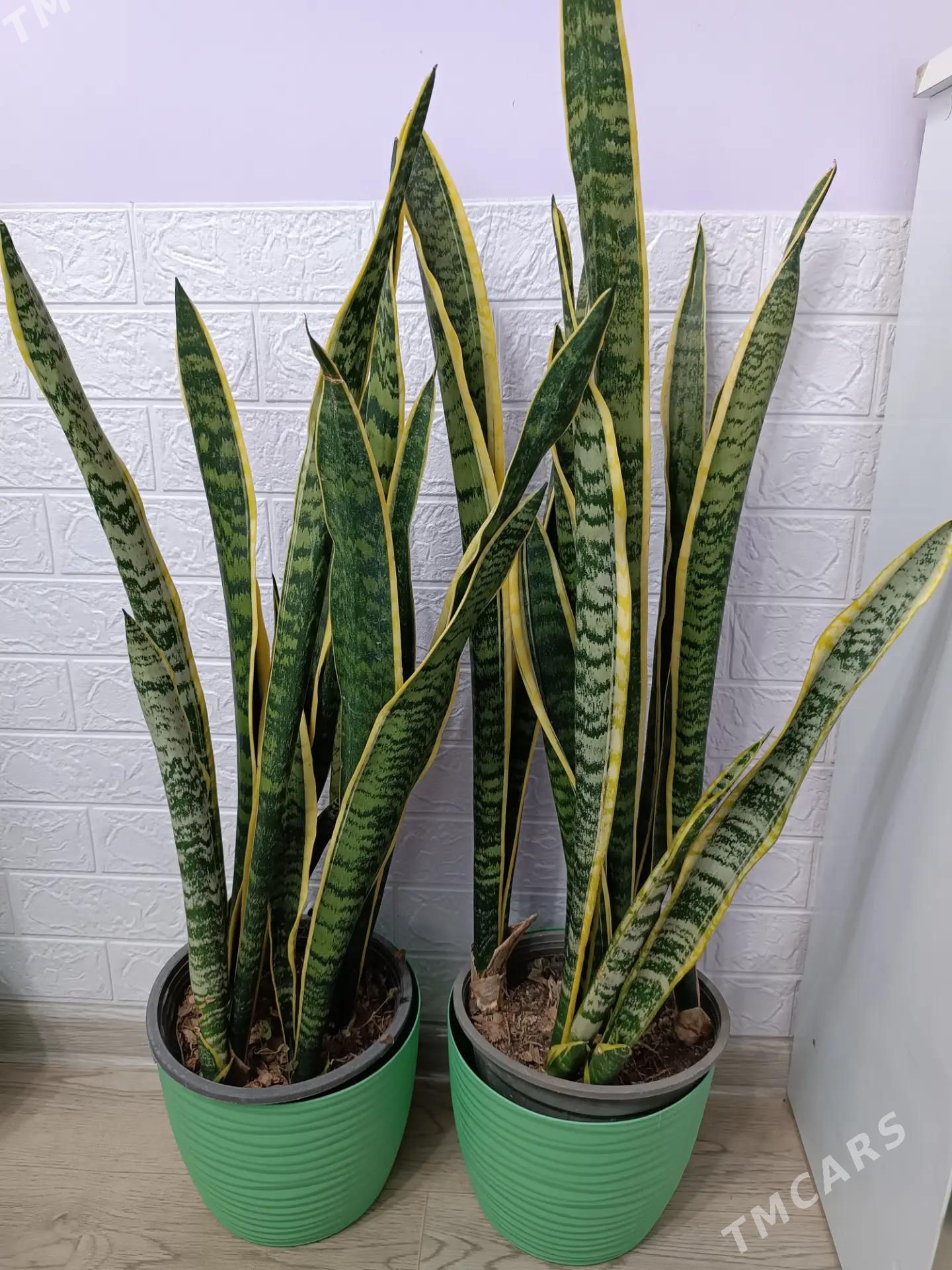 САНСИВЕРИЯ  ГОЛД - Aşgabat - img 5