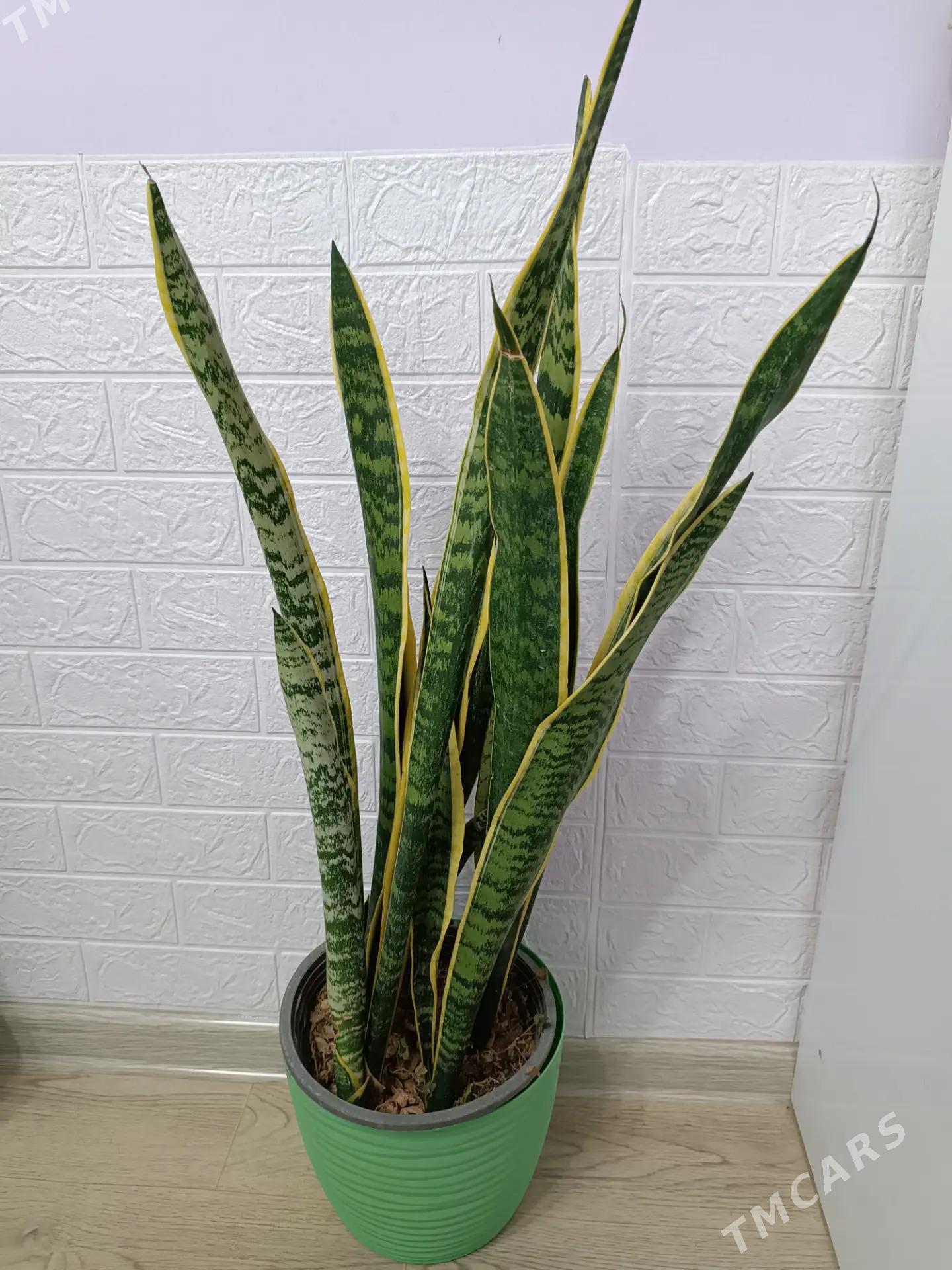 САНСИВЕРИЯ ГОЛД - Aşgabat - img 1