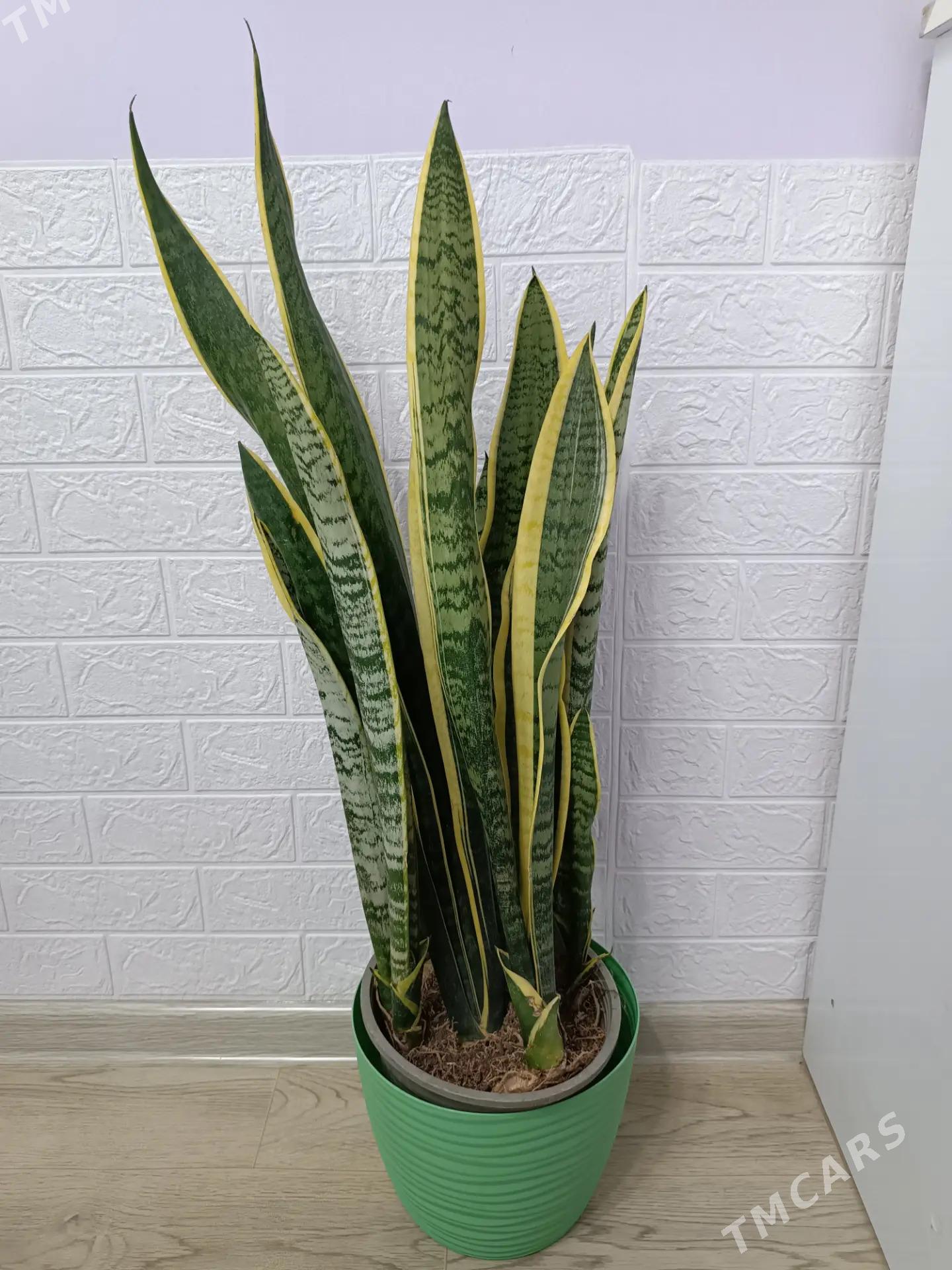 САНСИВЕРИЯ  ГОЛД - Aşgabat - img 3