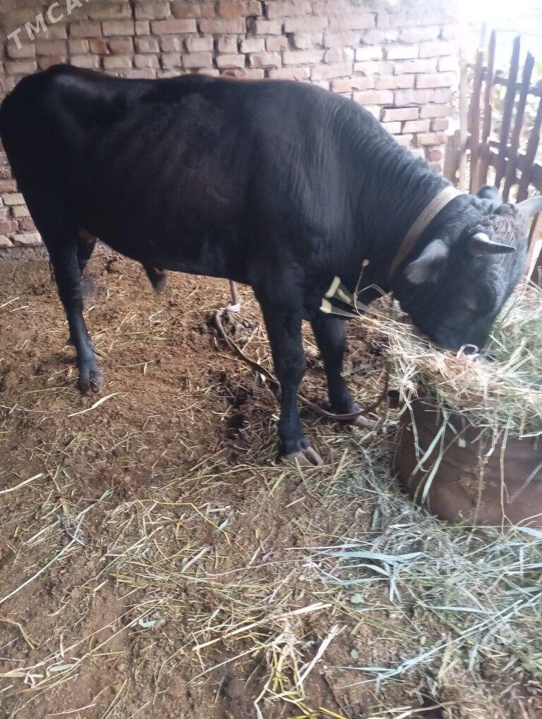 okuz - Байрамали - img 1