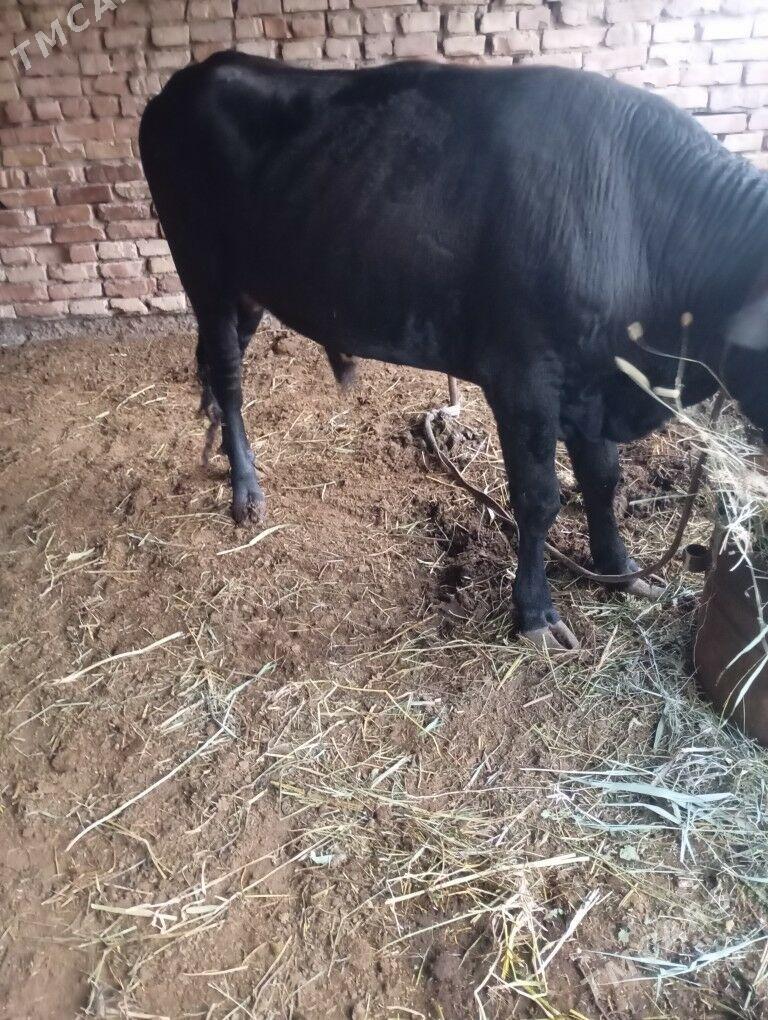 okuz - Байрамали - img 3