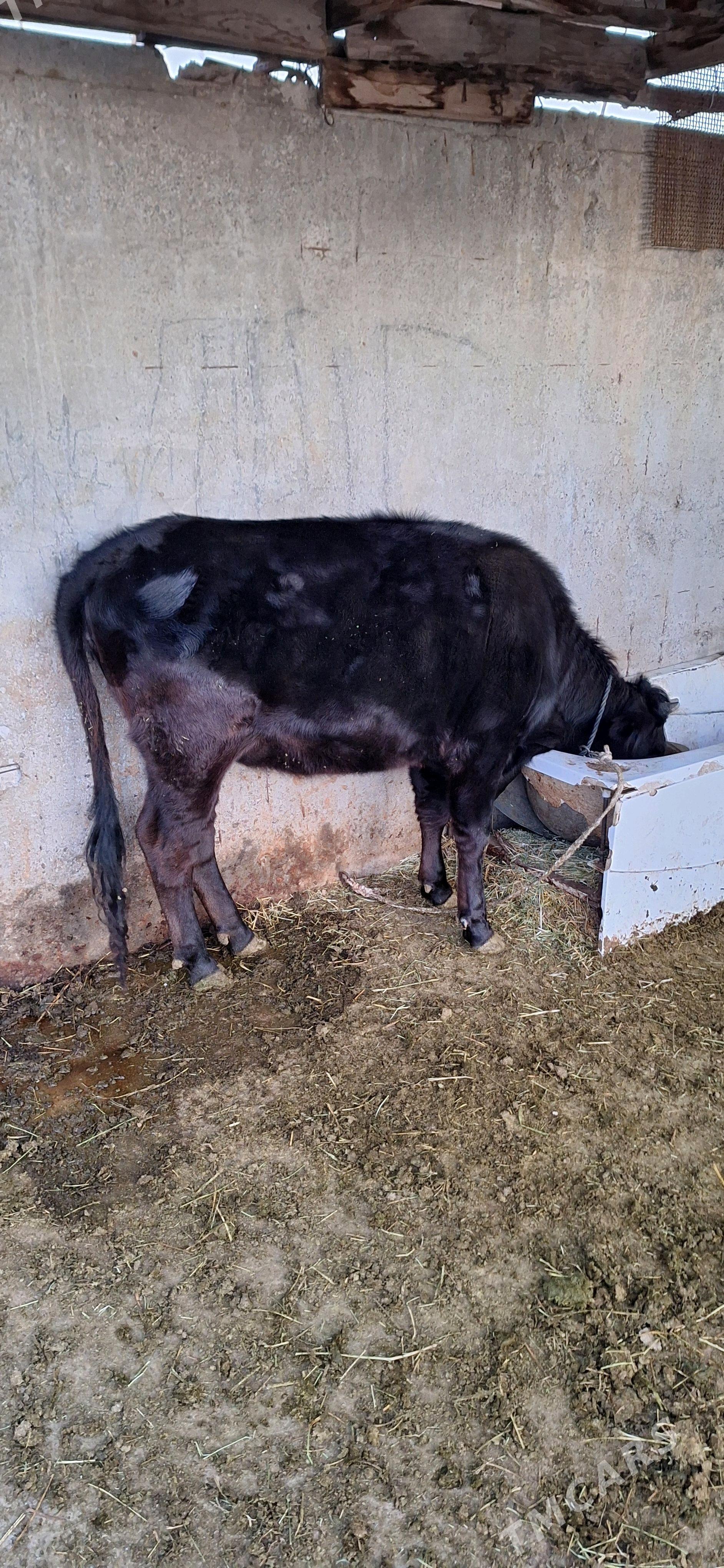 Tuwe - Ýaşlyk - img 1