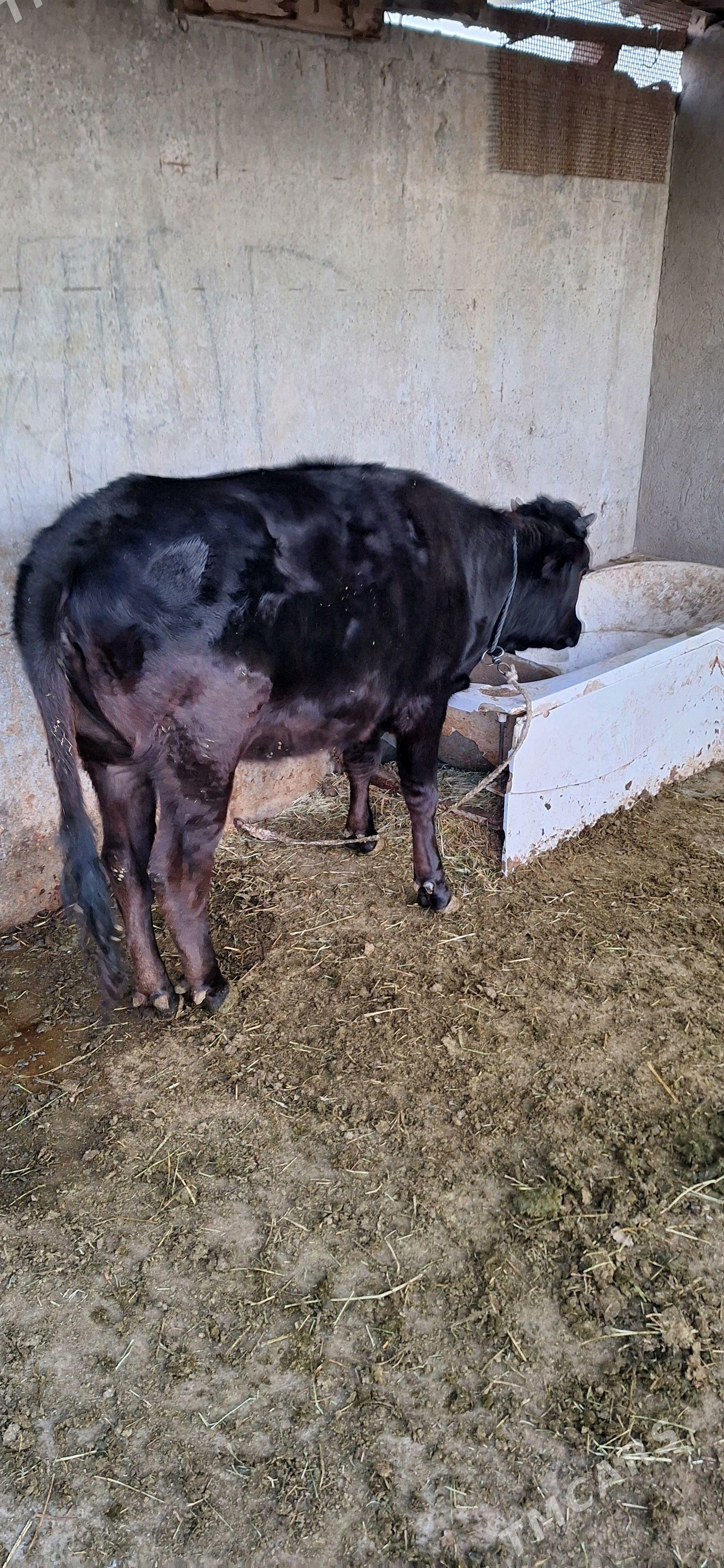 Tuwe - Ýaşlyk - img 2