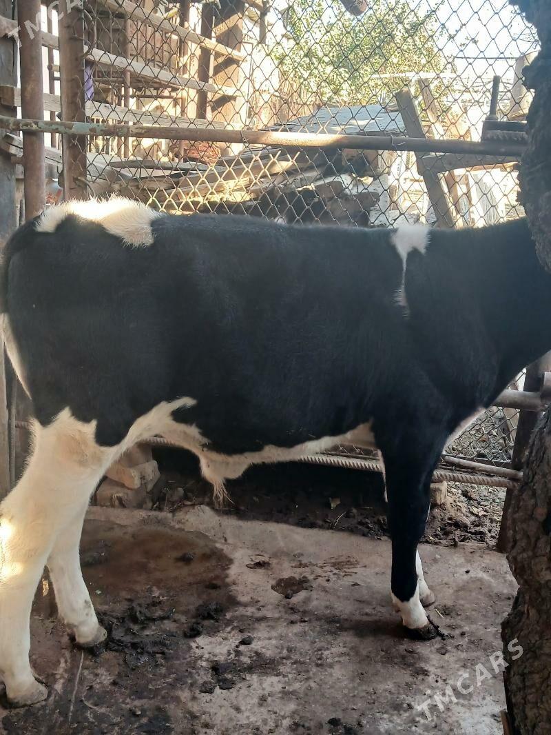 Galişdeỳin öküz - Анев - img 5