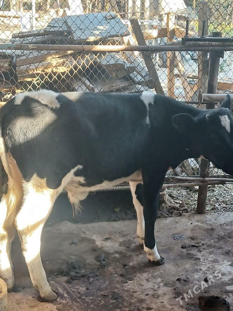 Galişdeỳin öküz - Анев - img 4