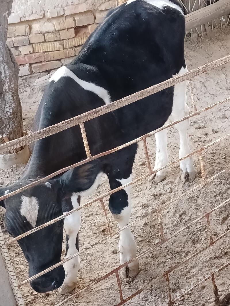 Galişdeỳin öküz - Анев - img 2