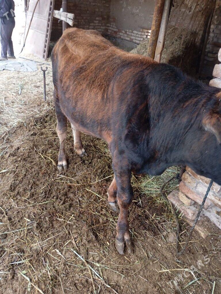 okuz - Байрамали - img 1