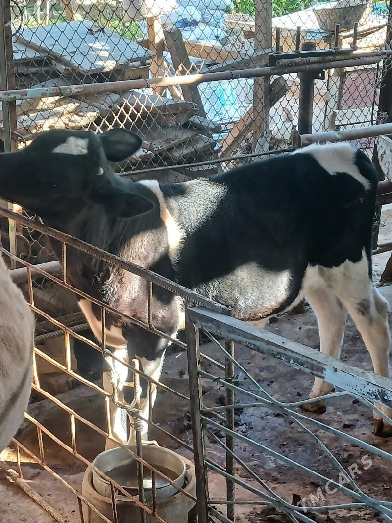 Galişdeỳin öküz - Анев - img 3